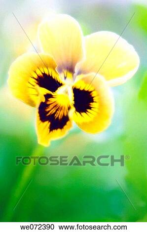 Yellow Pansy Flower. Viola x wttrockiana. May 2007, Maryland, USA View Large Photo Image Stock Image - Yellow Pansy Flower. Viola x wttrockiana. May 2007, Maryland, USA. Fotosearch