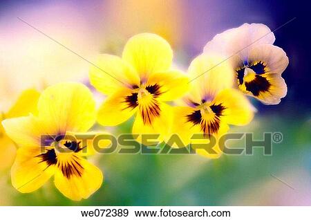 Yellow Pansy Flowers. Viola x wttrockiana. May 2007, Maryland, USA View Large Photo Image Stock Photo - Yellow Pansy Flowers. Viola x wttrockiana. May 2007, Maryland, USA. Fotosearch