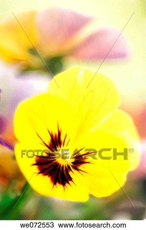 Yellow Pansy. Viola x wittrockiana. May 2007, Maryland, USA View Large Photo Image Stock Image - Yellow Pansy. Viola x wittrockiana. May 2007, Maryland, USA. Fotosearch