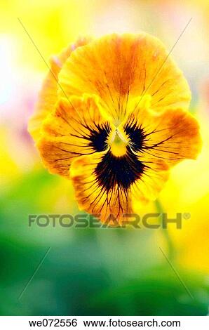 Yellow Pansy. Viola x wittrockiana. May 2007, Maryland, USA View Large Photo Image Stock Photograph - Yellow Pansy. Viola x wittrockiana. May 2007, Maryland, USA. Fotosearch