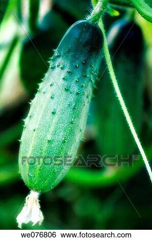 Young Cucumber Growing on a Vine. Cucumis sativus. August 2006, Maryland, USA View Large Photo Image Stock Photograph - Young Cucumber Growing on a Vine. Cucumis sativus. August 2006, Maryland, USA. Fotosearch