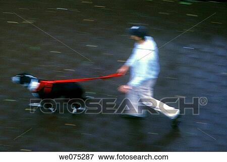 YOUNG MAN WALKING DOG View Large Photo Image Stock Photo - YOUNG MAN WALKING DOG. Fotosearch