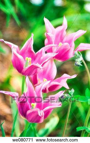 A Group of Pink Lily Flowering Tulips. Tulipa hybrid. April 2007. Maryland, USA. View Large Photo Image Stock Image - A Group of Pink Lily Flowering Tulips. Tulipa hybrid. April 2007. Maryland, USA.. Fotosearch