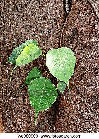 A young Ficus Religiosa plant View Large Photo Image Stock Image - A young Ficus Religiosa plant. Fotosearch