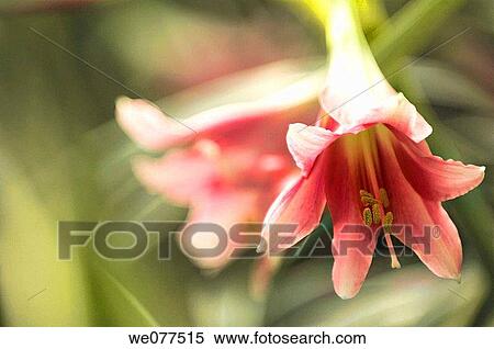 Amaryllis. Hippeastrum sp. December 2006, Maryland, USA View Large Photo Image Stock Photography - Amaryllis. Hippeastrum sp. December 2006, Maryland, USA. Fotosearch