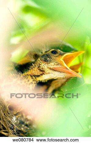 American Robin Baby Birds. Turdus migratorius. May 2007. Maryland, USA View Large Photo Image Picture - American Robin Baby Birds. Turdus migratorius. May 2007. Maryland, USA. Fotosearch