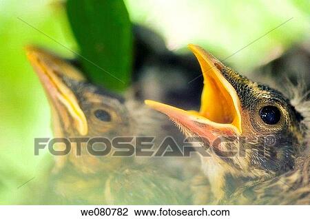 American Robin Baby Birds. Turdus migratorius. May 2007. Maryland, USA. View Large Photo Image Stock Image - American Robin Baby Birds. Turdus migratorius. May 2007. Maryland, USA.. Fotosearch