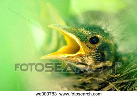 American Robin Baby Birds. Turdus migratorius. May 2007. Maryland, USA. View Large Photo Image Stock Image - American Robin Baby Birds. Turdus migratorius. May 2007. Maryland, USA.. Fotosearch