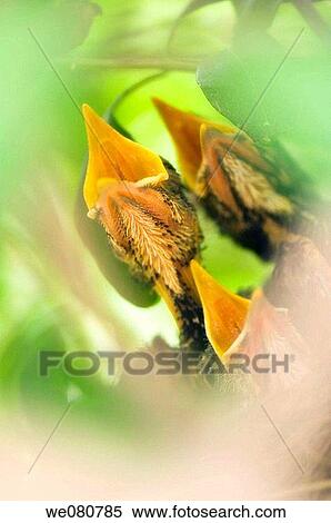 Stock Photography - American Robin Baby Birds. Turdus migratorius. May 2007. Maryland, USA.. Fotosearch