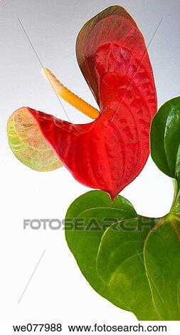 Anthurium (Anthurium scherzerianum) View Large Photo Image Stock Photo - Anthurium (Anthurium scherzerianum). Fotosearch