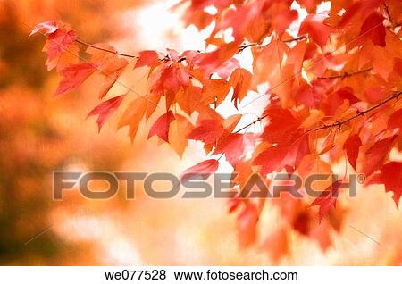 Autumn Maple Colours. Acer rubrum. November 2007, Maryland, USA View Large Photo Image Stock Photo - Autumn Maple Colours. Acer rubrum. November 2007, Maryland, USA. Fotosearch