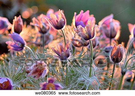 Stock Photography - background, backlight, botany, country, day. Fotosearch