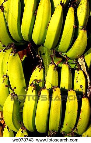 Bananas. Tabasco, Mexico View Large Photo Image Stock Image - Bananas. Tabasco, Mexico. Fotosearch
