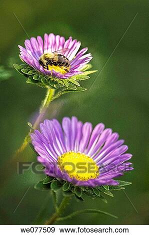 Bee on a Blue Aster Flower. Aster chinensis. August 2007, Maryland, USA View Large Photo Image Stock Photo - Bee on a Blue Aster Flower. Aster chinensis. August 2007, Maryland, USA. Fotosearch