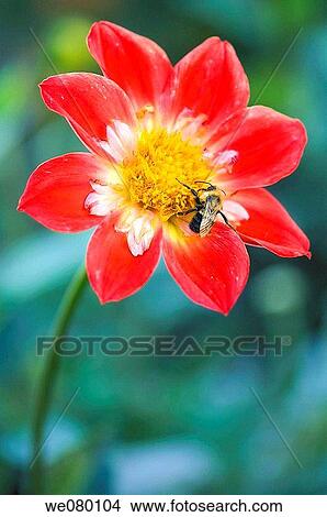 Bee on a Red Collarette Dahlia Bloom. Dahlia? Wowie?. October 2007, Maryland, USA View Large Photo Image Picture - Bee on a Red Collarette Dahlia Bloom. Dahlia? Wowie?. October 2007, Maryland, USA. Fotosearch