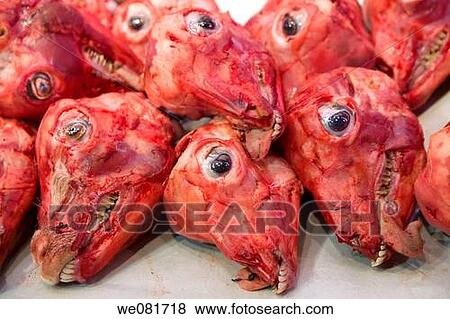 Bleeding lamb heads on a butcher's shop, meat market, Athens, Greece, Europe. View Large Photo Image Stock Photo - Bleeding lamb heads on a butcher's shop, meat market, Athens, Greece, Europe.. Fotosearch