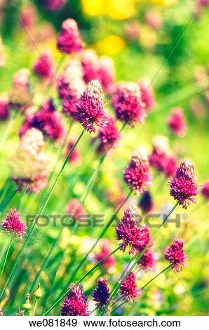 Blooming Onion Patch. Allium sphaerocephalon. July 2007. Maryland, USA. View Large Photo Image Stock Photo - Blooming Onion Patch. Allium sphaerocephalon. July 2007. Maryland, USA.. Fotosearch