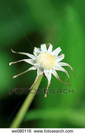 Blown dandelion stands alone after a heavy rain deprived of all its seeds and fluff View Large Photo Image Stock Photograph - Blown dandelion stands alone after a heavy rain deprived of all its seeds and fluff. Fotosearch
