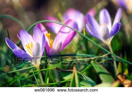Stock Photograph - Blue and Lavender Spring Crocuses. Crocus tommasinianus. March 2008. Maryland, USA.. Fotosearch