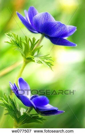 Blue Anemone Flower Duo. Anemone coronaria. April 2007, Maryland, USA View Large Photo Image Stock Photo - Blue Anemone Flower Duo. Anemone coronaria. April 2007, Maryland, USA. Fotosearch