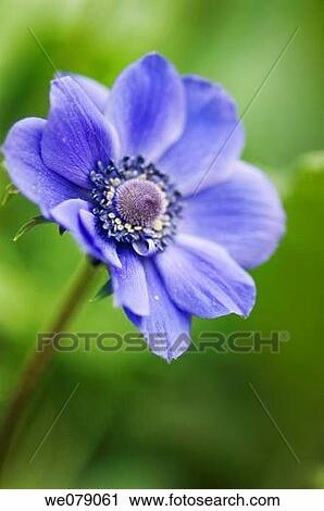 Blue Anemone Poppy. Anemone coronaria. May 2007, Maryland, USA View Large Photo Image Stock Image - Blue Anemone Poppy. Anemone coronaria. May 2007, Maryland, USA. Fotosearch