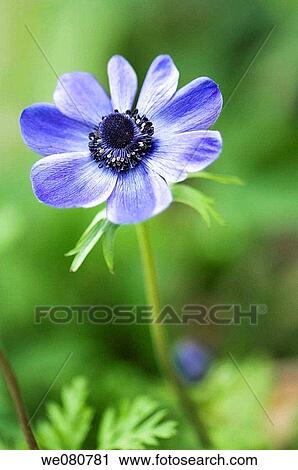 Blue Anemone Poppy. Anemone coronaria. May 2007. Maryland, USA. View Large Photo Image Stock Image - Blue Anemone Poppy. Anemone coronaria. May 2007. Maryland, USA.. Fotosearch
