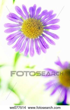 Blue Aster Flower. Aster chinensis. August 2007, Maryland, USA View Large Photo Image Picture - Blue Aster Flower. Aster chinensis. August 2007, Maryland, USA. Fotosearch