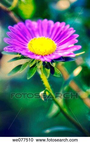 Blue Aster Flower. Aster chinensis. August 2007, Maryland, USA View Large Photo Image Stock Image - Blue Aster Flower. Aster chinensis. August 2007, Maryland, USA. Fotosearch