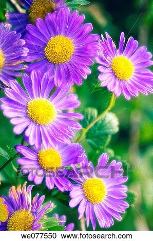 Blue Asters. Aster chinensis. August 2007, Maryland, USA View Large Photo Image Stock Image - Blue Asters. Aster chinensis. August 2007, Maryland, USA. Fotosearch
