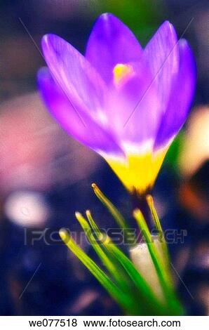 Blue Crocus. Crocus vernus. February 2006, Maryland, USA View Large Photo Image Stock Photo - Blue Crocus. Crocus vernus. February 2006, Maryland, USA. Fotosearch