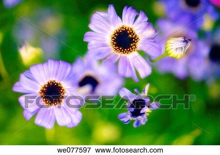 Blue Dark Centered Swan River Daisies. Brachycome iberidifolia. June 2006, Maryland, USA View Large Photo Image Stock Photo - Blue Dark Centered Swan River Daisies. Brachycome iberidifolia. June 2006, Maryland, USA. Fotosearch