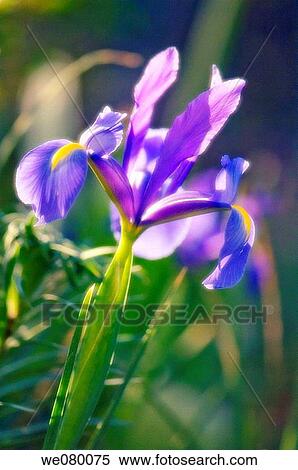 Stock Photography - Blue Dutch Iris. Iris danfordiae. May 2007, Maryland, USA. Fotosearch