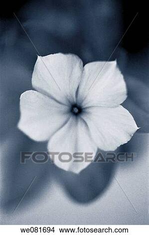 Blue flower View Large Photo Image Picture - Blue flower. Fotosearch