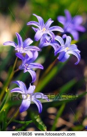 Blue Grory of the Snow. Chionodoxa sardensis. March 2006, Maryland, USA View Large Photo Image Stock Photograph - Blue Grory of the Snow. Chionodoxa sardensis. March 2006, Maryland, USA. Fotosearch
