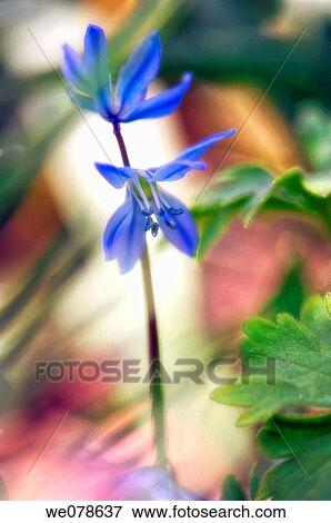 Blue Scilla Flowers. Scilla siberica Spring Beauty. March 2007, Maryland, USA View Large Photo Image Stock Photo - Blue Scilla Flowers. Scilla siberica Spring Beauty. March 2007, Maryland, USA. Fotosearch