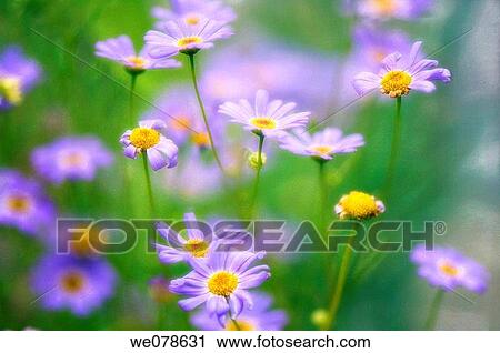 Blue Swan River Daisies. Brachycome iberidifolia. June 2007, Maryland, USA View Large Photo Image Stock Image - Blue Swan River Daisies. Brachycome iberidifolia. June 2007, Maryland, USA. Fotosearch