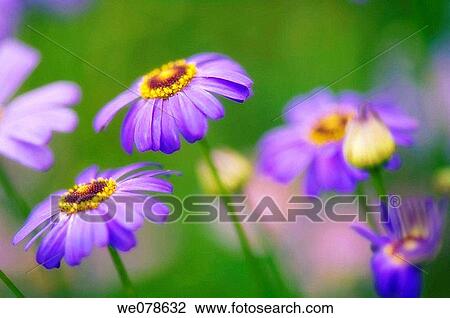 Blue Swan River Daisies. Brachycome iberidifolia. June 2007, Maryland, USA View Large Photo Image Stock Image - Blue Swan River Daisies. Brachycome iberidifolia. June 2007, Maryland, USA. Fotosearch