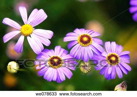Blue Swan River Daisies. Brachycome iberidifolia. June 2007, Maryland, USA View Large Photo Image Stock Image - Blue Swan River Daisies. Brachycome iberidifolia. June 2007, Maryland, USA. Fotosearch