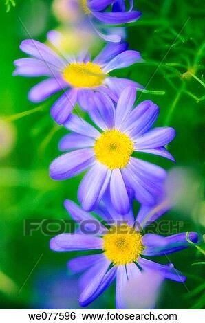Blue Swan River Daisies. Brachycome iberidifolia. June 2006, Maryland, USA View Large Photo Image Stock Photograph - Blue Swan River Daisies. Brachycome iberidifolia. June 2006, Maryland, USA. Fotosearch