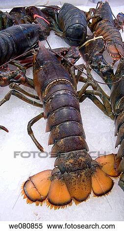 Stock Photography - Bogavante (Homarus gammarus). Fotosearch