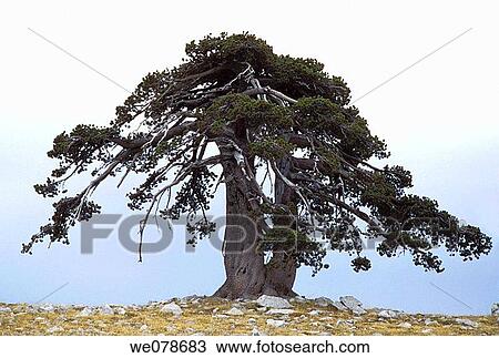 Bosnian Pine in Pollino National Park. Basilicata and Calabria, Italy View Large Photo Image Stock Image - Bosnian Pine in Pollino National Park. Basilicata and Calabria, Italy. Fotosearch