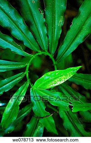 botany, Close-up, coil, day, detail View Large Photo Image Stock Image - botany, Close-up, coil, day, detail. Fotosearch