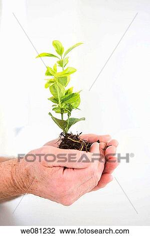 botany, concept, Close-up, allegory View Large Photo Image Stock Image - botany, concept, Close-up, allegory. Fotosearch