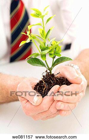 botany, concept, Close-up, allegory View Large Photo Image Stock Photo - botany, concept, Close-up, allegory. Fotosearch