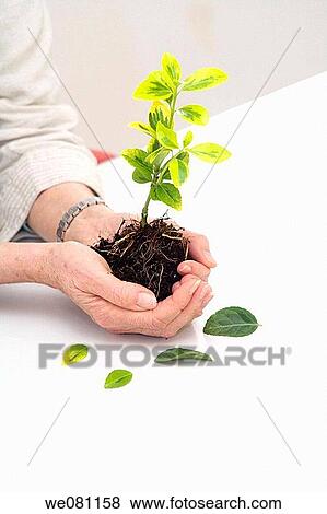 botany, contemporary, concept, allegory View Large Photo Image Stock Photo - botany, contemporary, concept, allegory. Fotosearch
