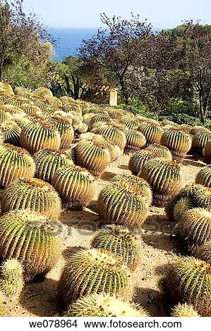 Bothanical Garden of Pinya de la Rosa Blanes Costa Brava, Catalonia, Spain View Large Photo Image Picture - Bothanical Garden of Pinya de la Rosa Blanes Costa Brava, Catalonia, Spain. Fotosearch