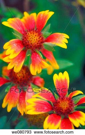 Bright Blanket Flowers. Gaillardia pulchella. October 2007. Maryland, USA. View Large Photo Image Stock Image - Bright Blanket Flowers. Gaillardia pulchella. October 2007. Maryland, USA.. Fotosearch