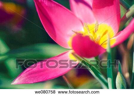 Bright Pink and Yellow Specie Tulip in Bloom. Tulipa humilis Eastern Star. April 2007. Maryland, USA. View Large Photo Image Stock Photo - Bright Pink and Yellow Specie Tulip in Bloom. Tulipa humilis Eastern Star. April 2007. Maryland, USA.. Fotosearch