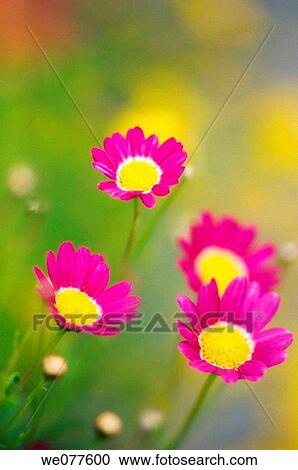 Bright Pink Marguerite Daisies. Argyranthemum frutescens. June 2006, Maryland, USA View Large Photo Image Stock Image - Bright Pink Marguerite Daisies. Argyranthemum frutescens. June 2006, Maryland, USA. Fotosearch