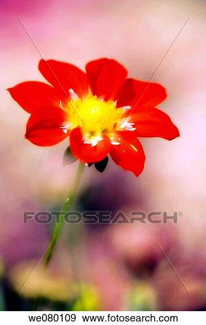 Bright Red Dahlia Bloom. October 2007, Maryland, USA View Large Photo Image Stock Photo - Bright Red Dahlia Bloom. October 2007, Maryland, USA. Fotosearch